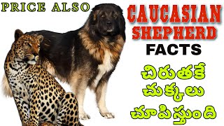 CAUCASIAN SHEPHERD DOG FACTS IN TELUGU | Popular dog | Taju logics