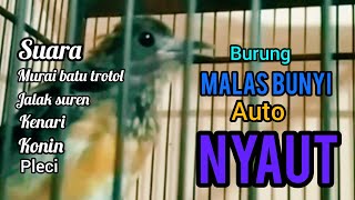 Suara ocehan burung dan air pancuran untuk pancingan burung agar bunyi