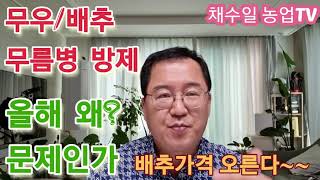 배추 무름병 왜?문제인가? 배추가격 오른다~방제방법