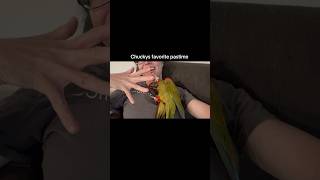 Playful Macaw Shows Owner Some Wrestling Moves!