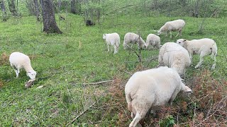 Sheep grazing quietly in the morning while birds sing: Peaceful ASMR