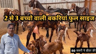 2 बच्चों वाली फ़ुल साइज की बकरियाँ || ₹10000@How to start goat/farming || @shree goats farm