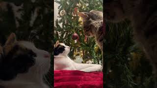 #cats #catvideos #catlover #cat #love #video #funny #christmas #love