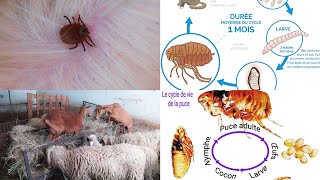 أحسن الطرق للقظاء على البرغوت الفاش بصفة نهائية l'élimination de    puce     fleas insect removal