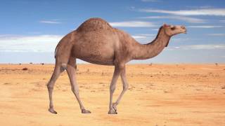 Fake Camel