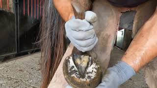 Hoof makeover ASMR