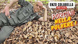 Porcini nella polvere: estatini nei faggi di alta quota 🍄🔥 Funghi giugno 2024