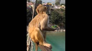 Picky monkey in Rishikesh , India