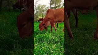 top gir breeding farm in haryana Naloi