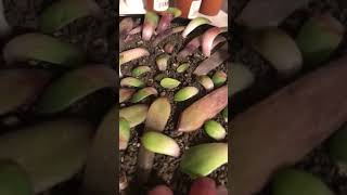 Succulent Propagation Day 22