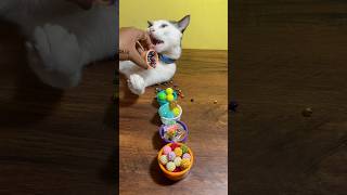 😻🎉New satisfying asmr beads pouring cat barsik, domino marble, Dominogirl, domino belle #cat #asmr