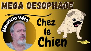 LE MEGA OESOPHAGE CHEZ LE CHIEN