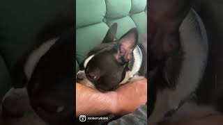 Axel the Boston Terrier beats Kingdom Hearts and gets emotional.