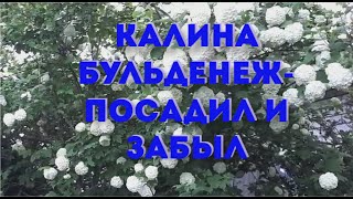 19.06.2022 Посадил и забыл - Калина Бульденеж-  мечта садовода