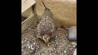 Pin tail sand grouse     ...             kılkuyruk bagırtlak