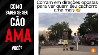 Como saber se seu CÃO AMA você?