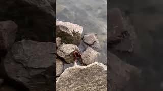 DEADLY 💀SNAKE 🐍 Cooperhead Eating My Fish😱😱