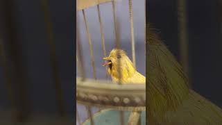 Singing Bird Cage 1 Jamie Walker Auctions June 14 2024