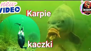 Karpie kaczki #shorts #youtubeshorts #karpfenangeln