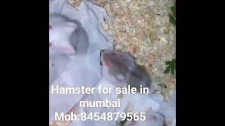 #pets #forsale #hamsterbabys #mumbai #animals #fancybearhamsters #hamsterbabies hamster for sale