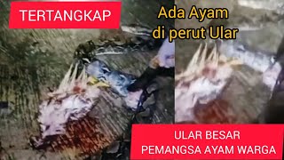 ULAR PEMANGSA AYAM WARGA BERHASIL DITANGKAP.