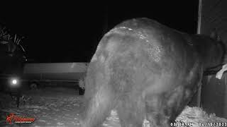 The Big Boy! Monster Black Bear on my patio in Port Murray New Jersey!