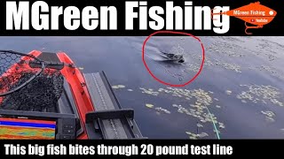 Big fish bites though 20 pound test line