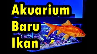 Akhirnya Ikanku Punya Akuarium Baru!!!!!