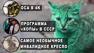 ЗЕЛЕНАЯ КОШКА В БОЛГАРИИ