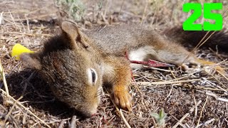 Blowgun Squirrel Kill #25 (close shot) SlockMaster Blowgun