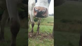 my favorite neighbours #cute #nose #cow #countryside #shorts #youtubeshorts #love #silentvlog