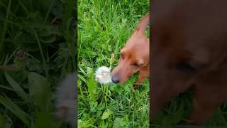 Mini pinscher eats blowballs