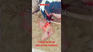 Cow placenta realsed in resting area #cattles #cow #animaldiseases