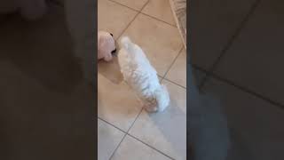 Cute, funny, puppy maltipoo baby, my new puppy: baloo cookie