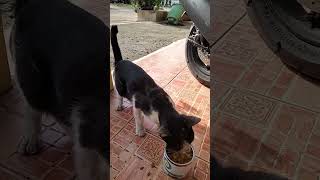 Saking Laparnya Kucing Makan Lahap Sekali #shorts