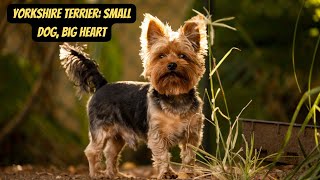 Yorkshire Terrier | Everything You Need to Know #yorkshire #doglovers #animalfacts