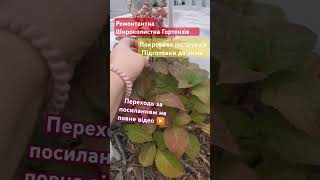 Вітаю ПІДПИШИСЬ SUBSCRIBE як залишити на зиму  Hydrangea garden ideas#shorts #tiktok #gardenflowers