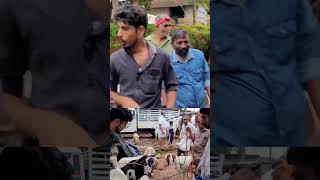 ഇത് ജക്റാന ആട് #shorts #chattipparambchantha #goatfarming #cowfarming #buffallo