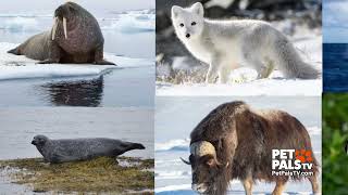 Arctic Animals!!!