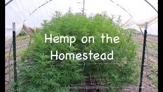 Hemp on the Homestead