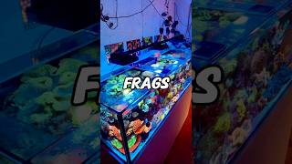 Frags buscan hogar 🪸🏠#acuario #pecera #corales #frags