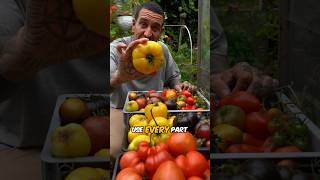 Zero waste Tomatoes #shorts