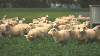 Murnong Farming Q & A - Lamb Survivability Increase Due To Genetics