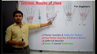 Anatomy of Intrinsic muscles of the hand - made easy for beginners