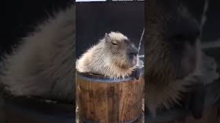 #Capybara #Hydrochoerus #greater #capybara #Hydrochoeris #isthmius