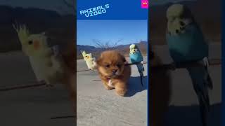 animals video# short video#