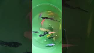 Fish keeping | Angle and Tetra Fishes in bucket #aquriamfish #fish #shorts #viral