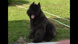 Bouvier das Flanders, Gypsy Moon, 17 week old plays with Emmy Rose and Bella.