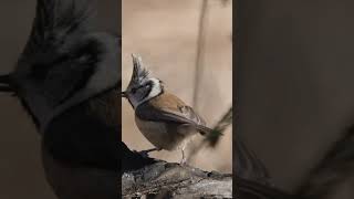 山雀#birds