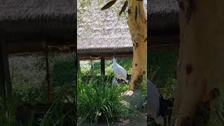 Bird Beautiful chirping sound Communition #birds #zoo